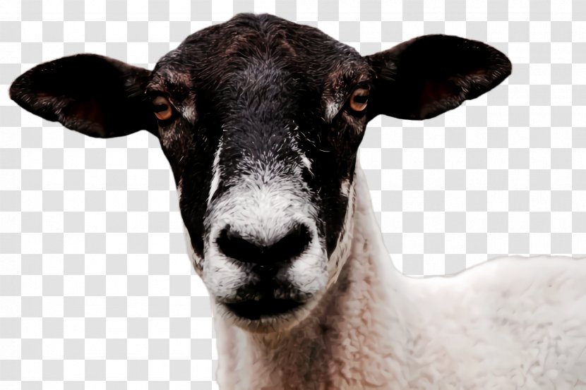 Eid Ul Adha Sheep - Dhu Al Hijjah - Cowgoat Family Livestock Transparent PNG