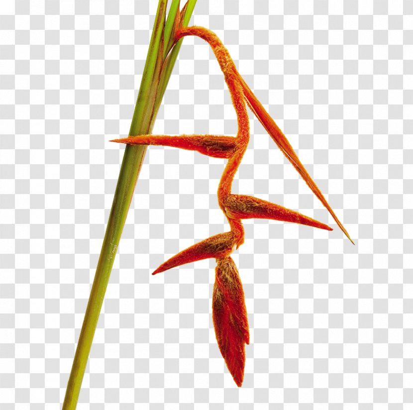 Lobster-claws Bird Of Paradise Flower Heliconia Vellerigera Cut Flowers - Strelitziaceae - Hawthorn Tree Transparent PNG