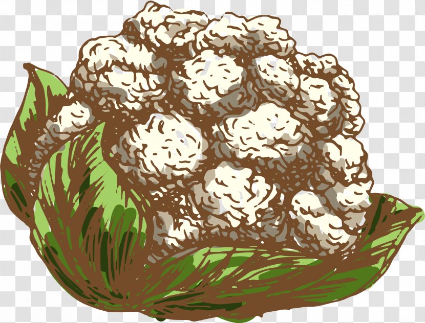 Cauliflower Drawing Vegetable Illustration - Vector White Transparent PNG