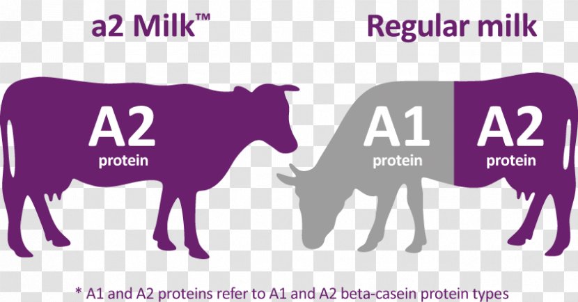 The A2 Milk Company Sahiwal Cattle - Dairy - Cow Transparent PNG
