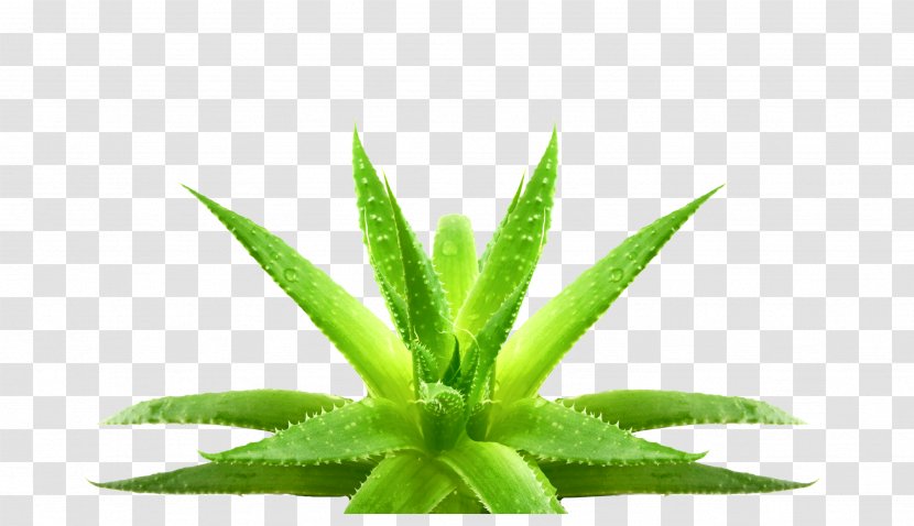 Aloe Vera Leaf Eyebrow Gel Plant - Water Transparent PNG