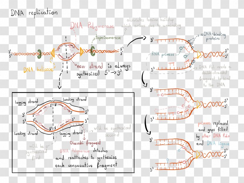 DNA Replication RNA Polymerase - Cartoon - Tree Transparent PNG