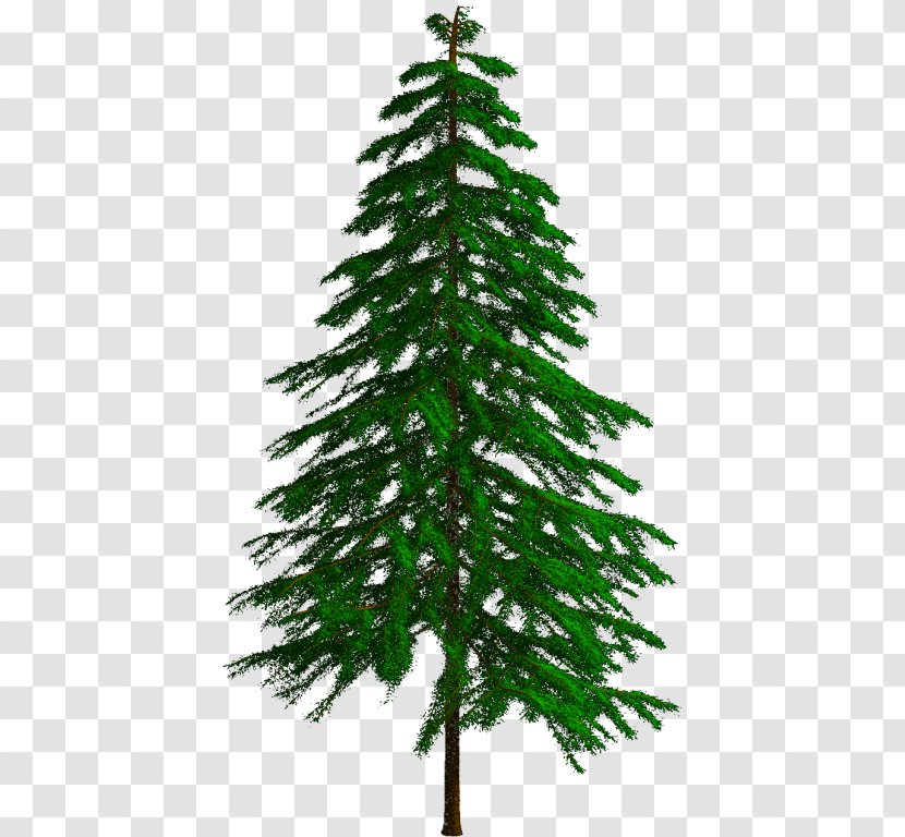 Spruce Fir Pine Larch Christmas Tree - Family - Reducing Transparent PNG