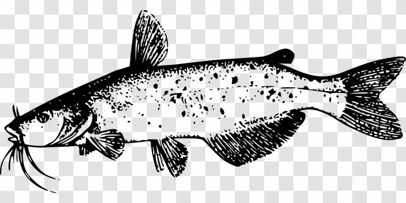 Line Art Drawing Catfish Clip - Fauna - River FISH Transparent PNG
