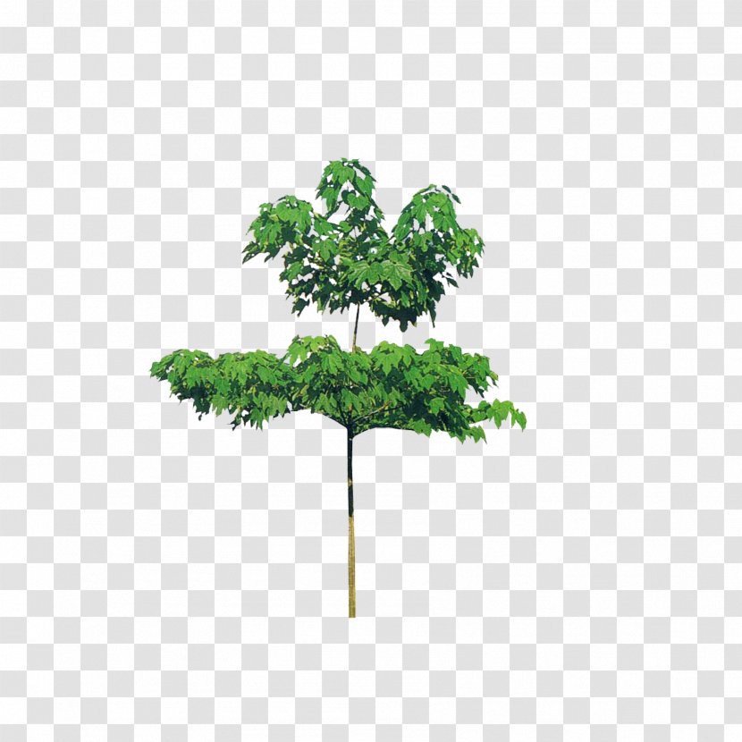 Branch Tree Oil - Guangdong Tung Transparent PNG