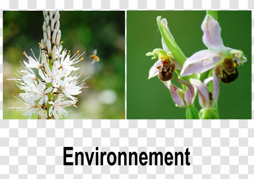 Royan Honey Bee Cara'Bus Natural Environment Atlantic Ocean - Pollen - ENT Transparent PNG