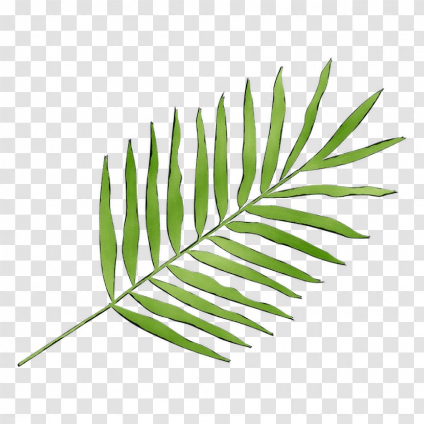 Leaf Plant Stem Line Grasses Plants Transparent PNG