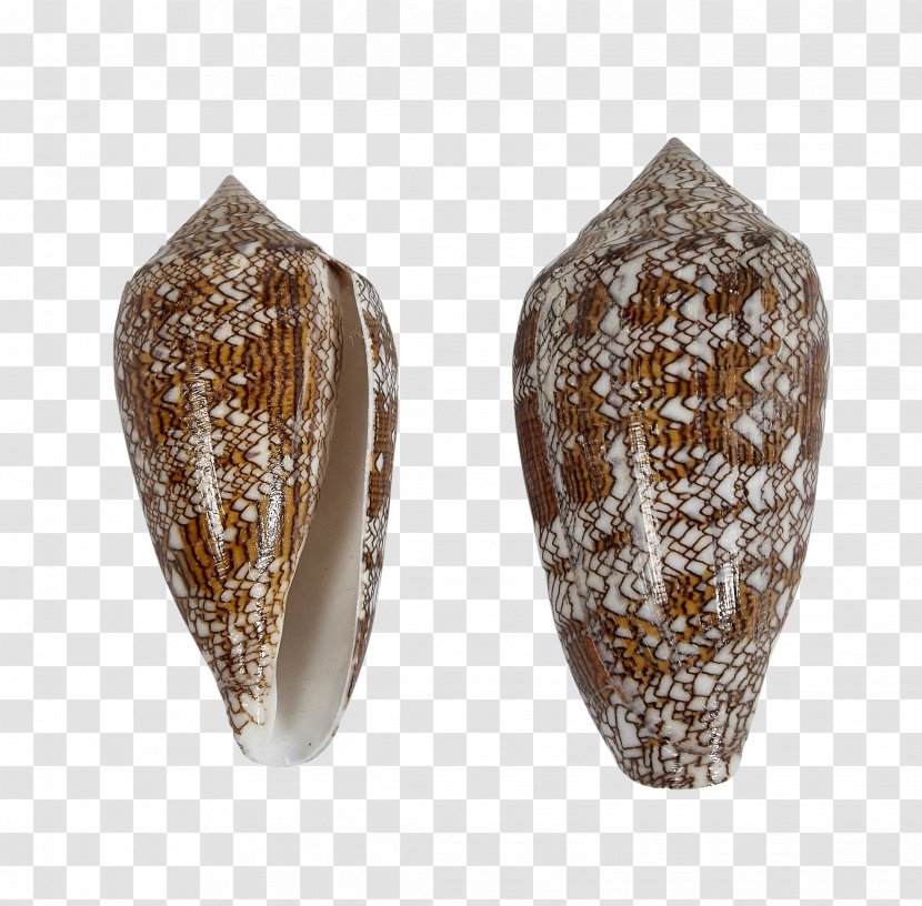 Seashell 3 Conchology Conus Textile Artifact Transparent PNG