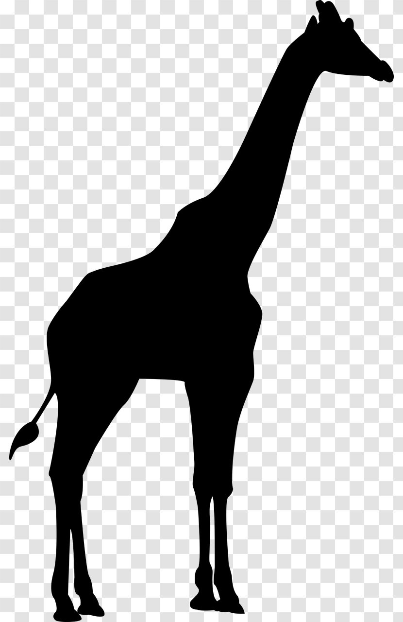 Mane Northern Giraffe Clip Art - Tail - Silhouette Transparent PNG