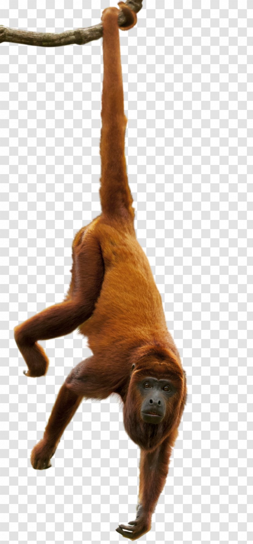 Sloth Amazon Rainforest Orangutan Primate Great Apes - Canopy - Gorilla Transparent PNG