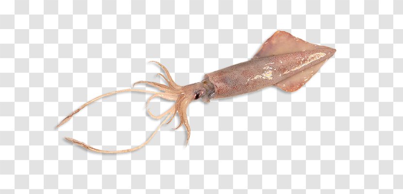 Humboldt Squid Giant Yellowfin Tuna Octopus - Marine Invertebrates - Mahi-mahi Transparent PNG