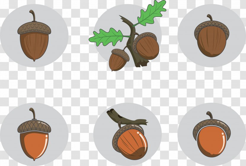 Seed Nut Acorn Fruit - Oak - Leaves Nuts Transparent PNG