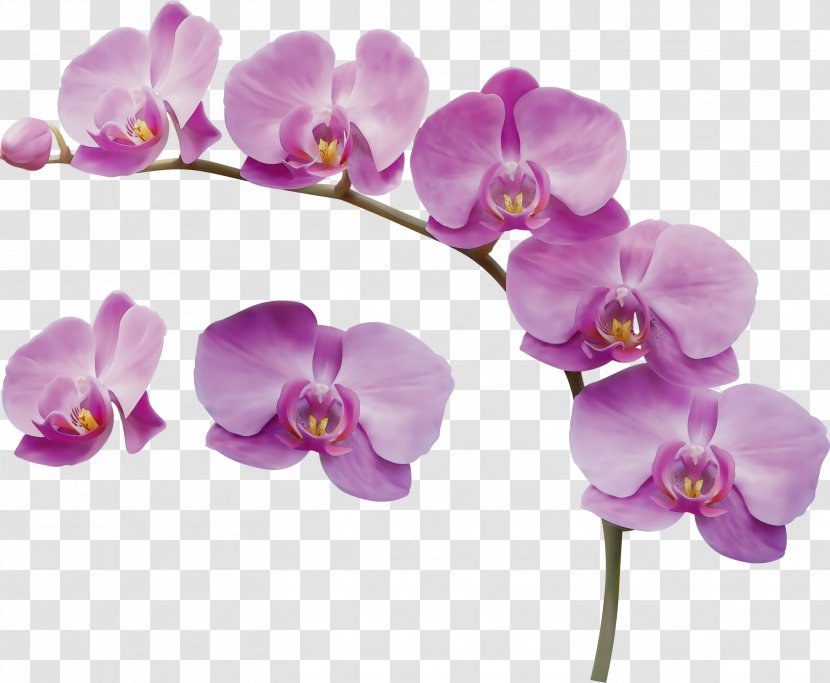 Flower Flowering Plant Moth Orchid Violet Purple - Pink - Lilac Transparent PNG