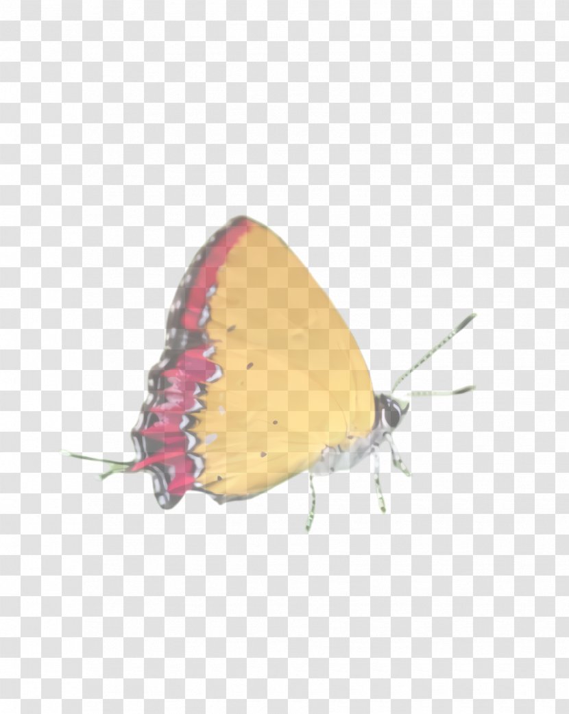 Butterfly Insect Moths And Butterflies Lycaenid Pollinator - Brushfooted Pieridae Transparent PNG