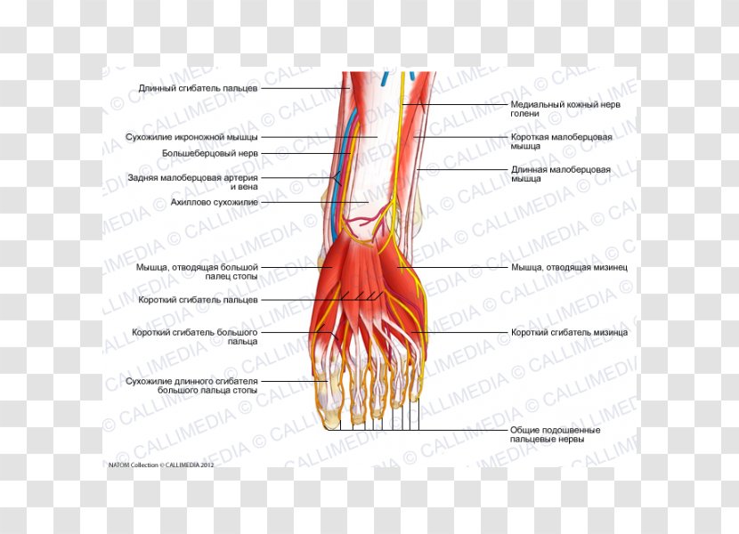 Thumb Flexor Digitorum Longus Muscle Nerve Hallucis - Watercolor - Human Bein Transparent PNG