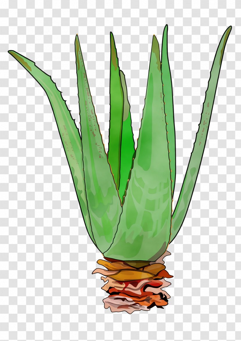 Leaf Plant Aloe Terrestrial Agave - Xanthorrhoeaceae Flowering Transparent PNG