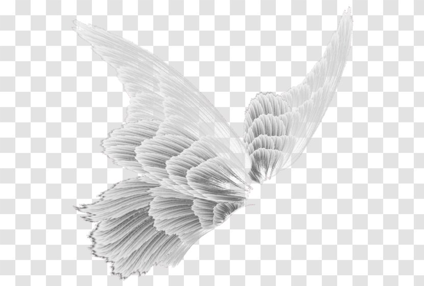Drawing Airplane DeviantArt - Wing - White Wings Transparent PNG