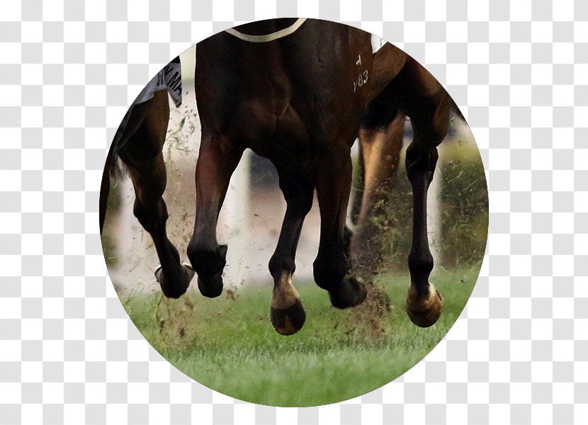 Mare Mustang Stallion Pasture Pack Animal - Horse Transparent PNG