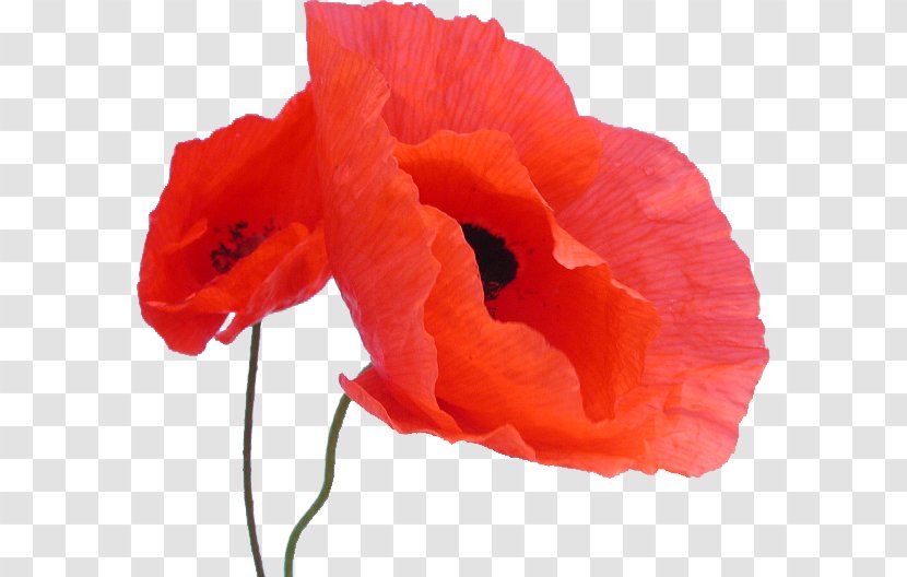 Common Poppy Plant Seed Flower - Medicinal Plants - Coquelicot Transparent PNG