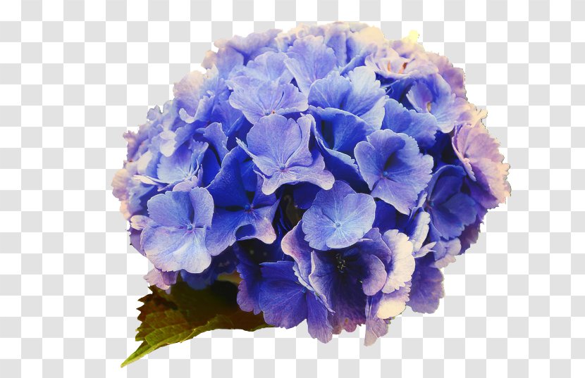 Blue Watercolor Flowers - Color - Verbena Geranium Transparent PNG