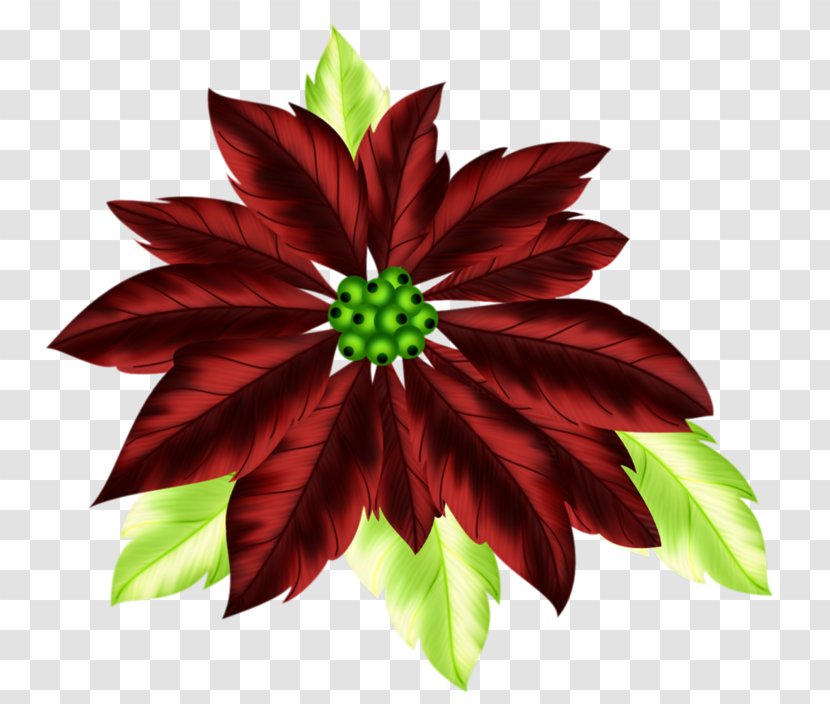 Christmas Poinsettia Clip Art - Leaf - Red Feather Transparent PNG