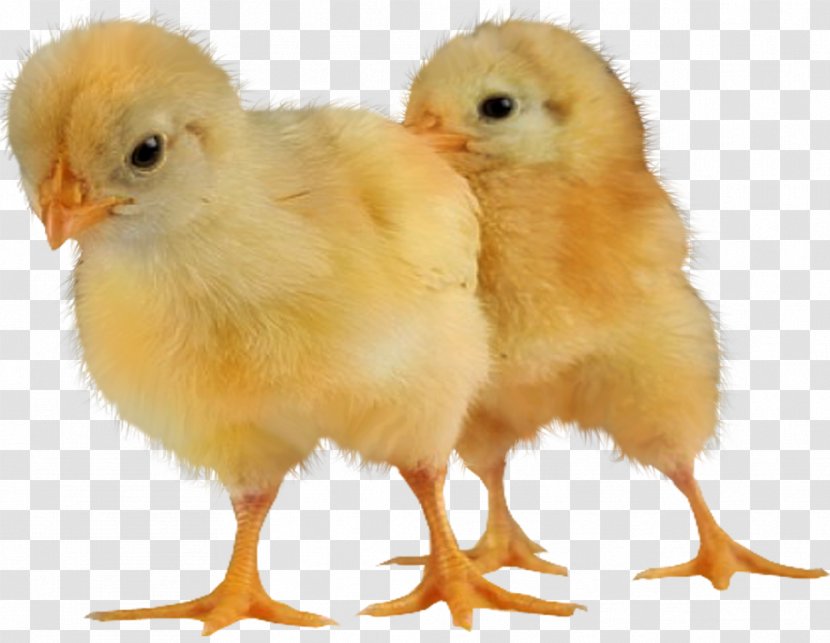 Chicken Animal Desktop Wallpaper - Livestock - Chickens Transparent PNG