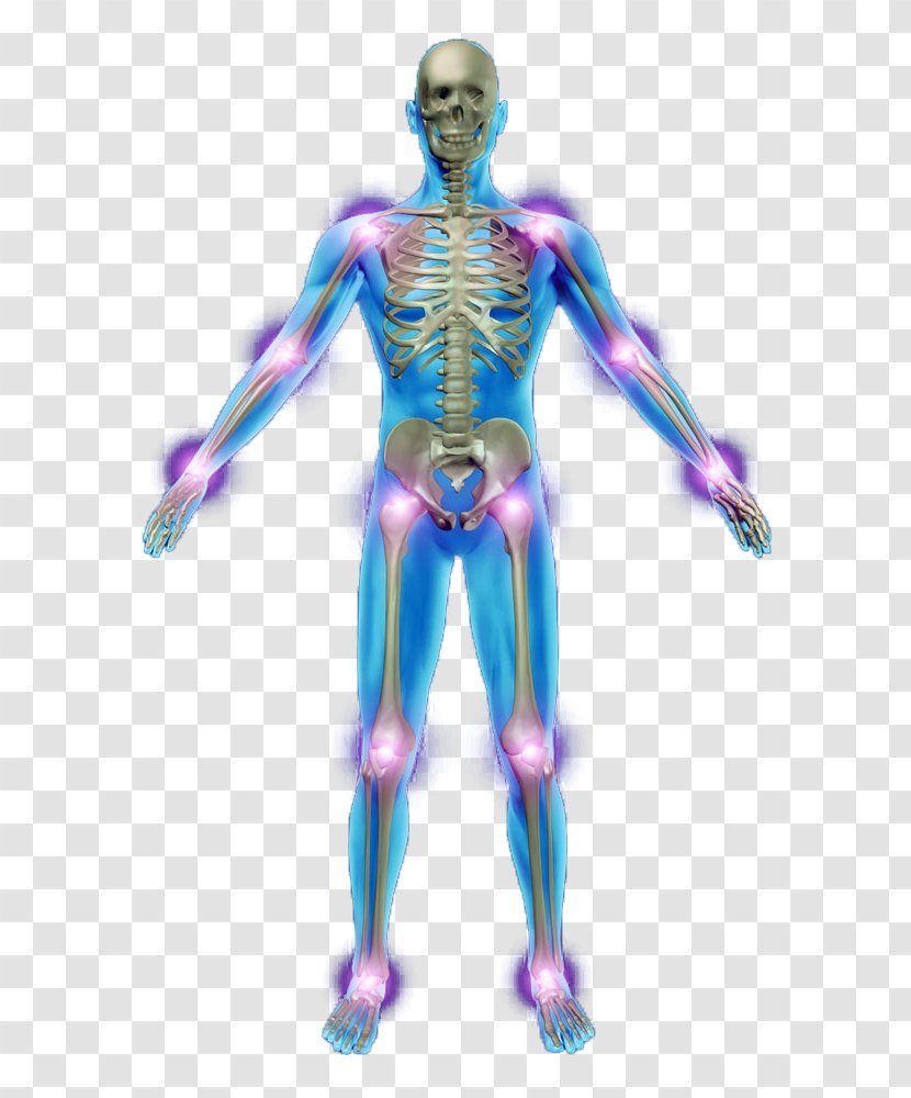Human Skeleton Photography Anatomy Bone - Heart Transparent PNG