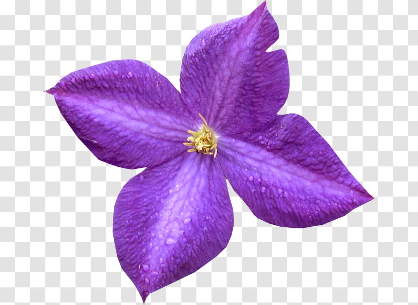 Violet Petal Purple Leather Flower Transparent PNG