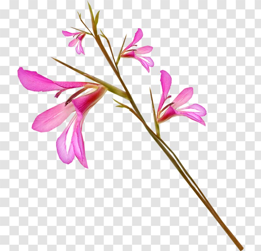 Photography Flower Clip Art - Floral Design - Cut Flowers Transparent PNG