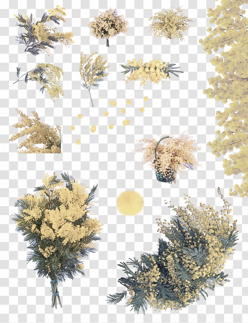 Plant Tree Colorado Spruce Branch White Pine - Vascular - Flower Transparent PNG