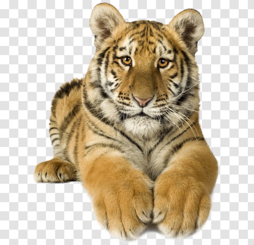 Tiger Paw - Adaptation - Fur Animal Figure Transparent PNG