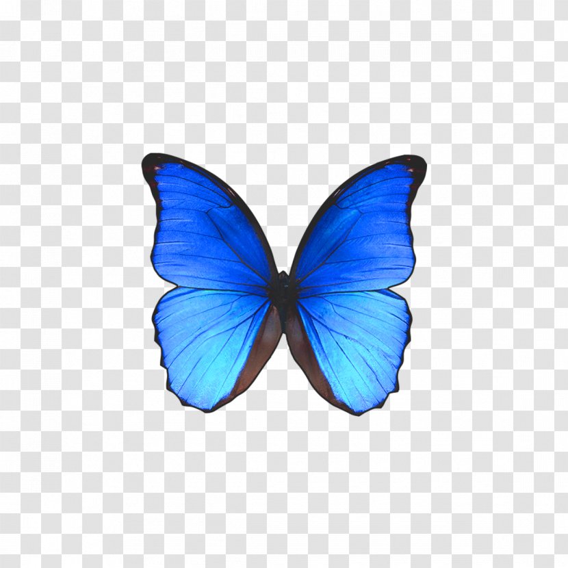 Rio De Janeiro Butterfly Morpho Didius - Electric Blue - Shape Transparent PNG