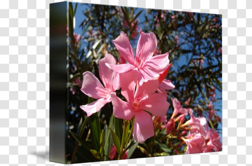 Pink M Flowering Plant RTV Wildflower Transparent PNG