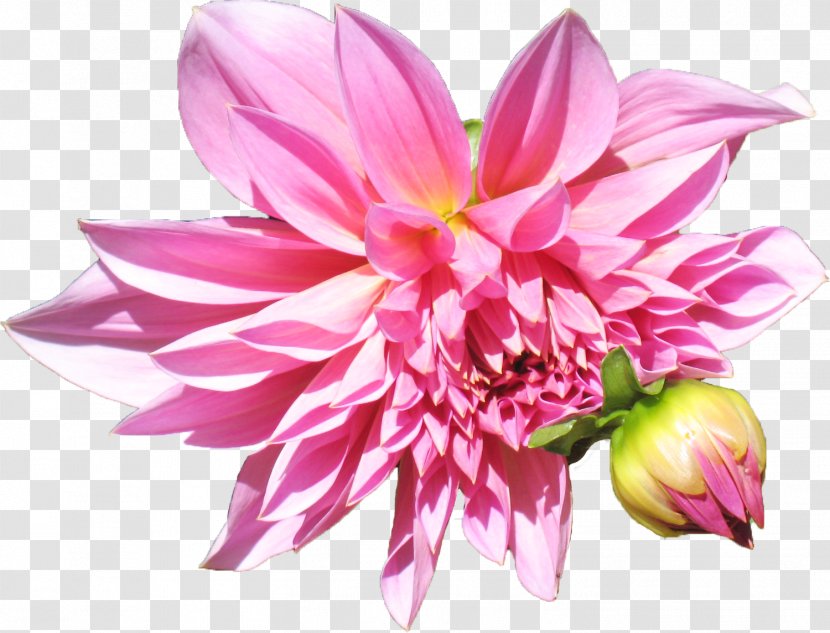 Health Well-being Dahlia Cut Flowers Healing - Floral Design Transparent PNG