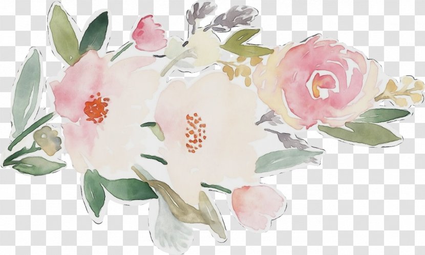 Watercolor Pink Flowers - Plant - Camellia Chinese Peony Transparent PNG