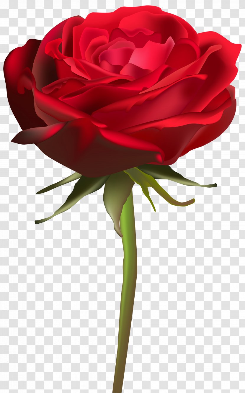 Cut Flowers Garden Roses Clip Art - Floristry - Rose Petal Transparent PNG