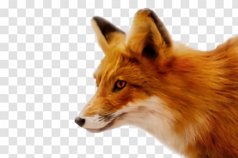 Red Fox Dhole Wildlife Snout - Dog Transparent PNG