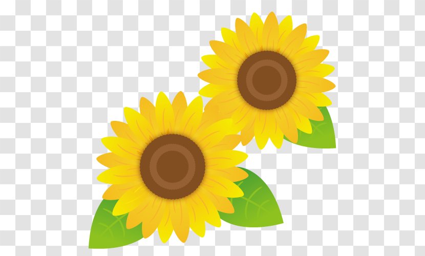 Sunflowers. - Petal - Sunflower Transparent PNG