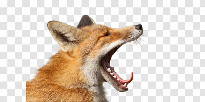 Red Fox Yawn Fur DeviantArt - Woo Hoo Transparent PNG
