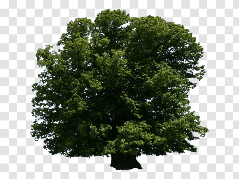 Tree Oak Shrub Arboriculture Lindens Transparent PNG