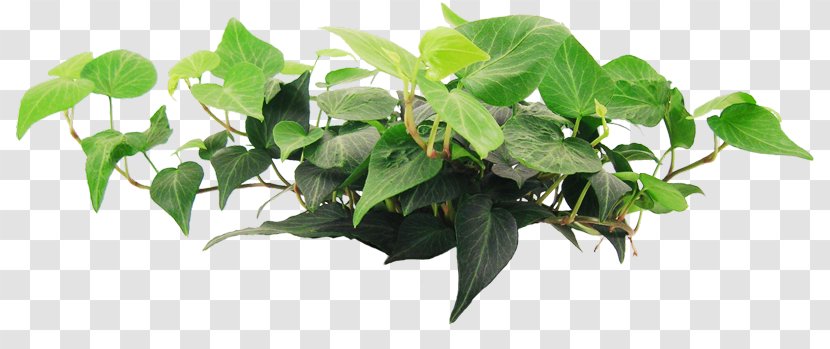Branch Houseplant Flowerpot Tree - Ivy Transparent PNG