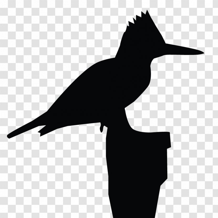 Clip Art Belted Kingfisher All About Birds - Beak Transparent PNG