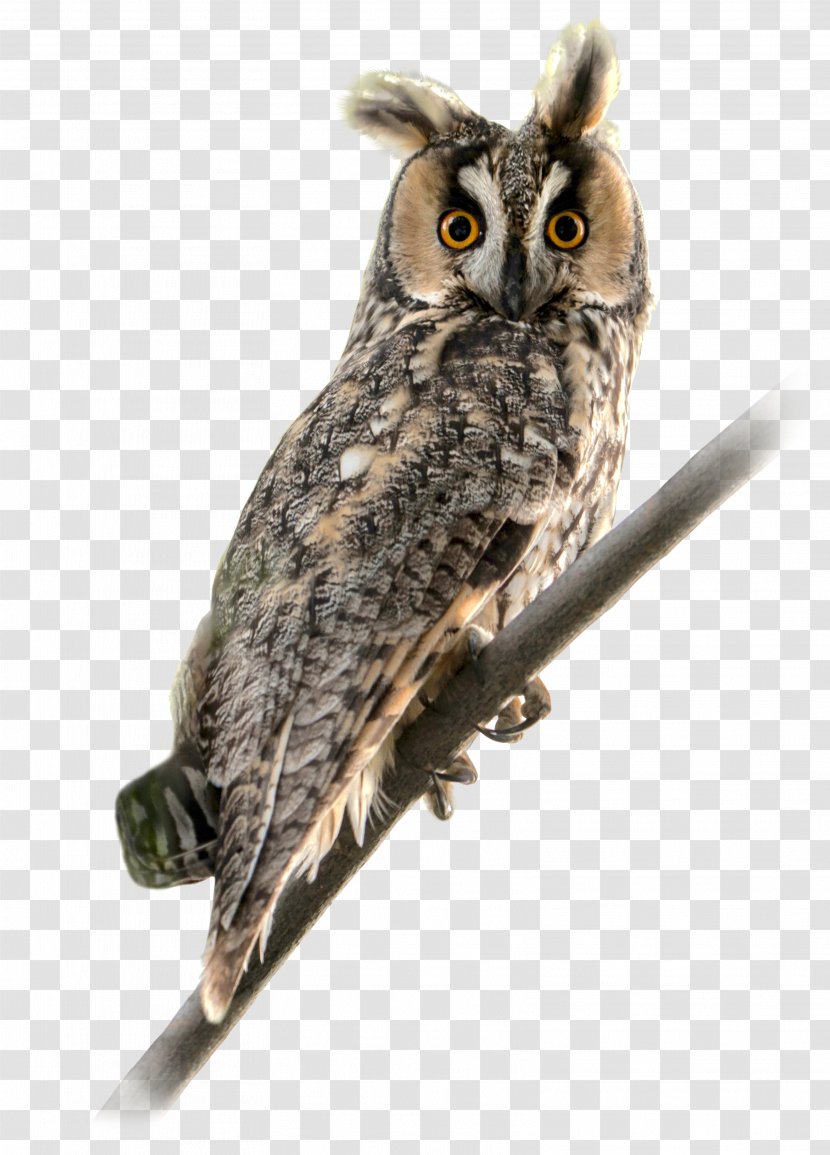 Long-eared Owl Bird Of Prey Short-eared - Fauna Transparent PNG
