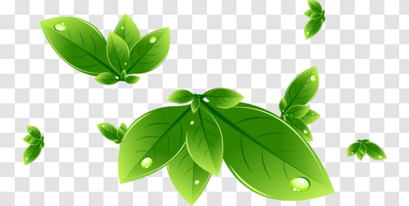 Leaf Swag - Drop Transparent PNG