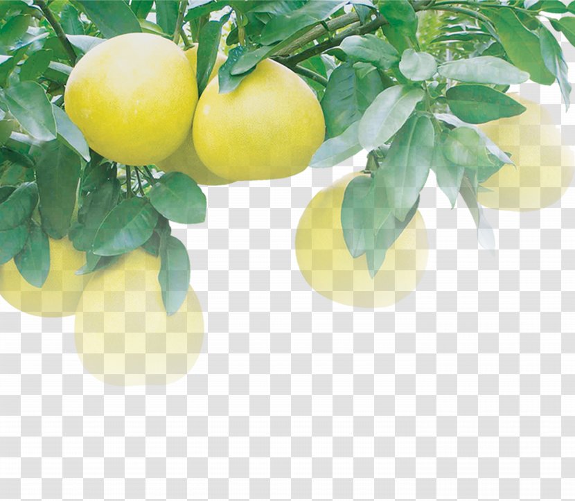 Lemon Pomelo Juice Grapefruit Citron - Tree Citrus Fruit Red Transparent PNG
