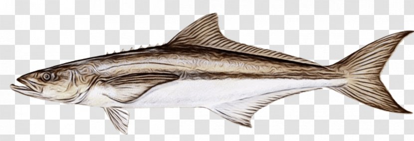 Fish Fin Products Cod - Haddock - Requiem Shark Transparent PNG