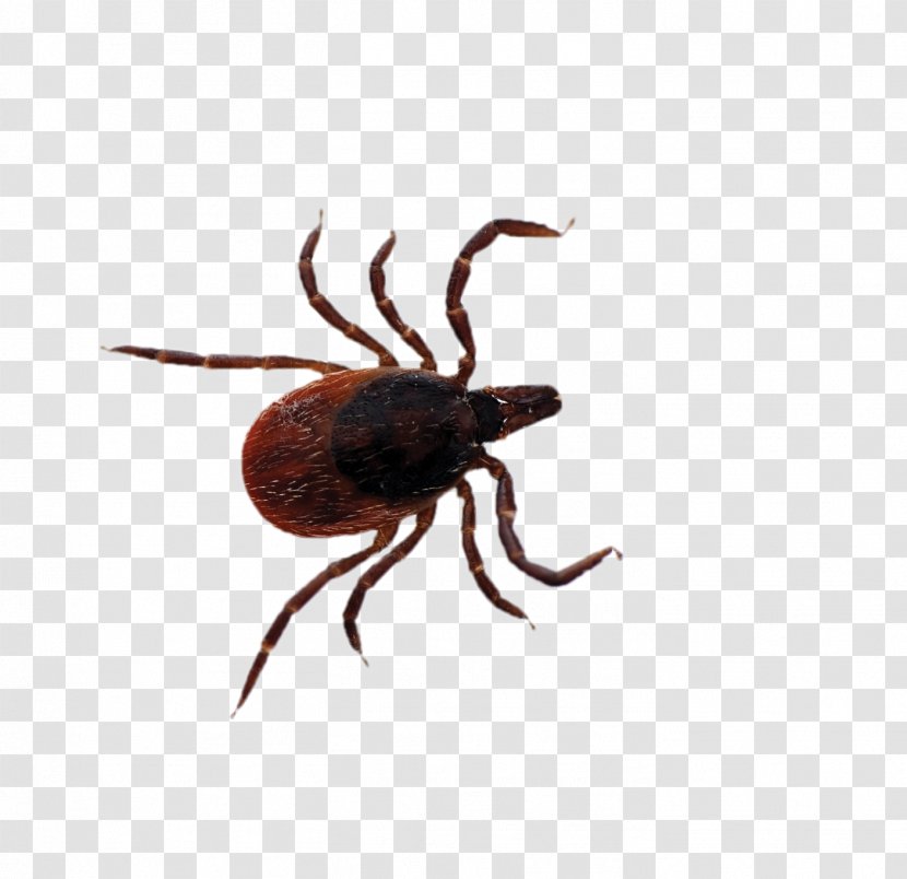 Deer Tick Lyme Disease Tick-borne - Invertebrate - A Stumbled By Stone Transparent PNG