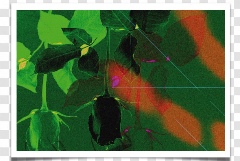 Petal Fauna Green Painting - Leaf - Scenery Illustrator Transparent PNG