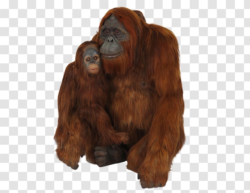 Chimpanzee Gorilla Orangutan - Monkey - Chopping Transparent PNG