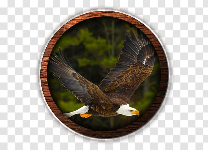 Bald Eagle United States Bible Isaiah 40 - American Transparent PNG